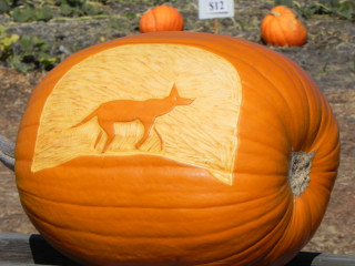 Coyote, Nipomo Pumpkin Patch best carving idea